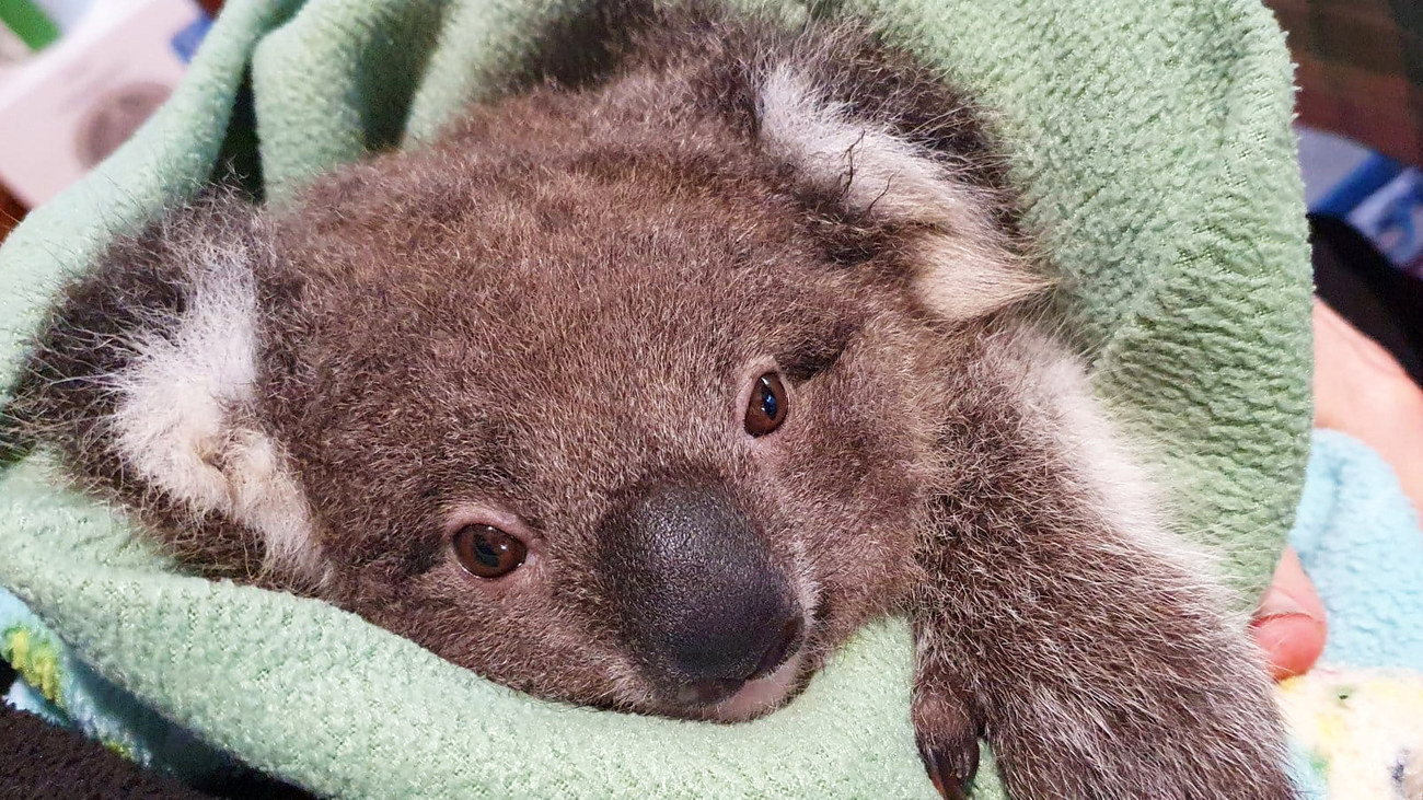 A koala joey undergoing rehabilitation at IFAW partner Mosswood Wildlife.