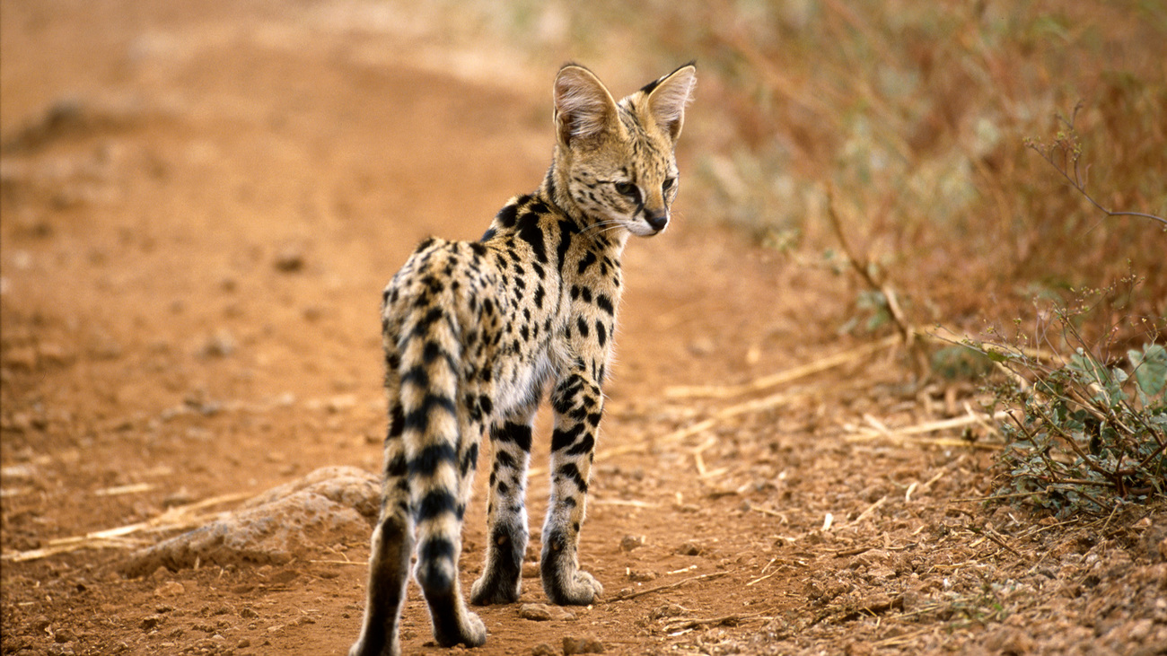 A Serval cat from Meru National Park, Kenya.