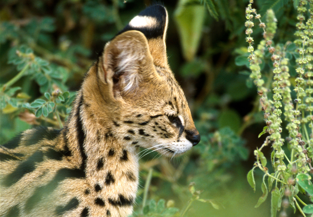 A Serval cat from Meru National Park, Kenya.