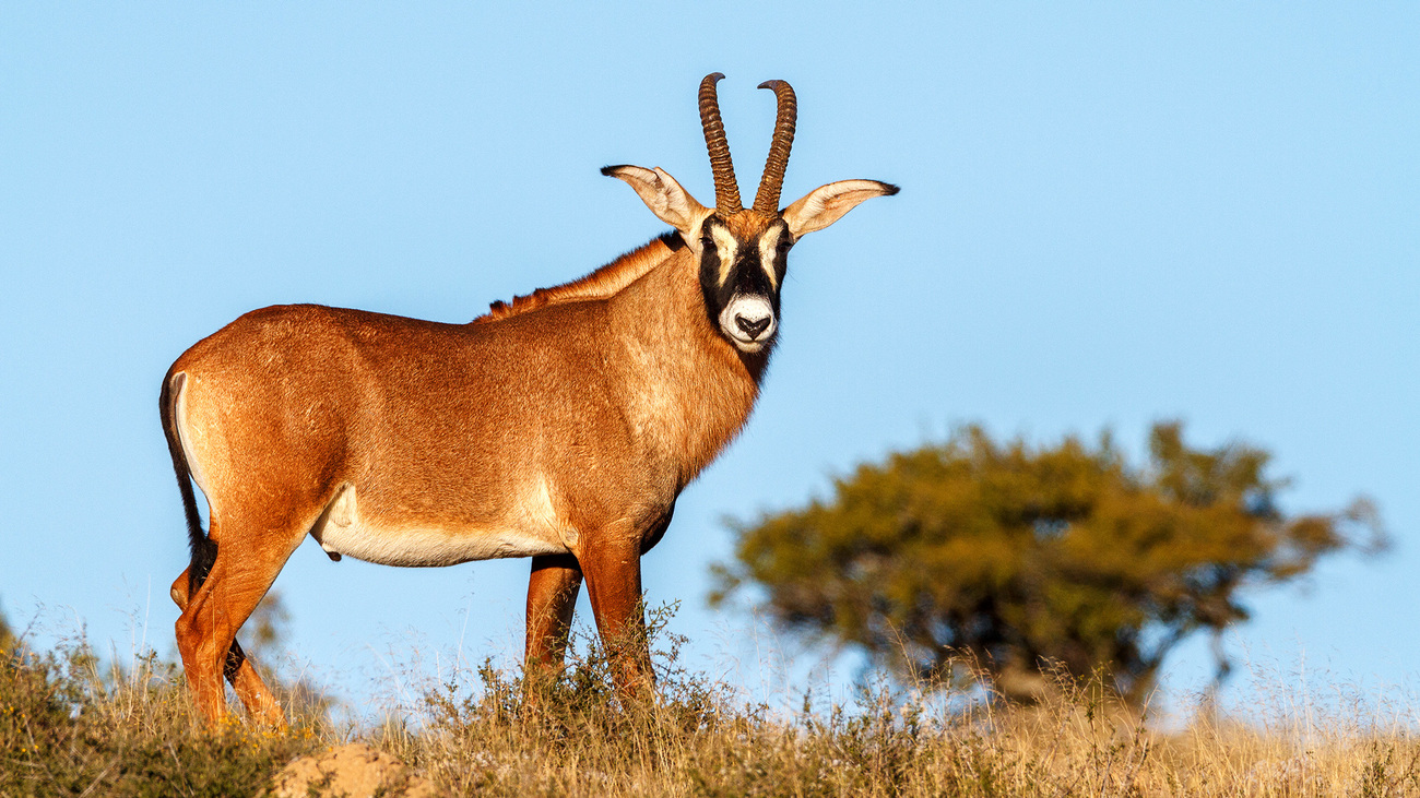 A Roan antelope.