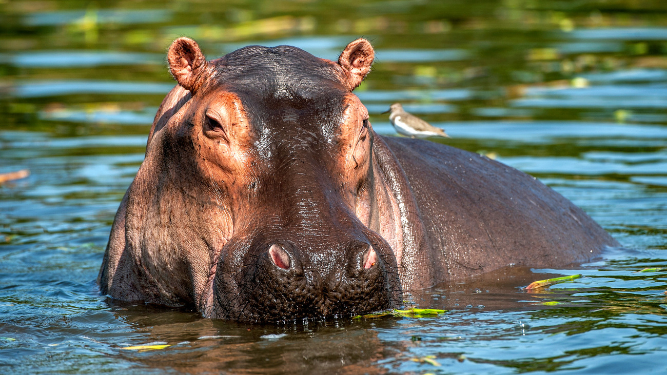 The common hippopotamus (Hippopotamus amphibius) is in the water, Zambia.