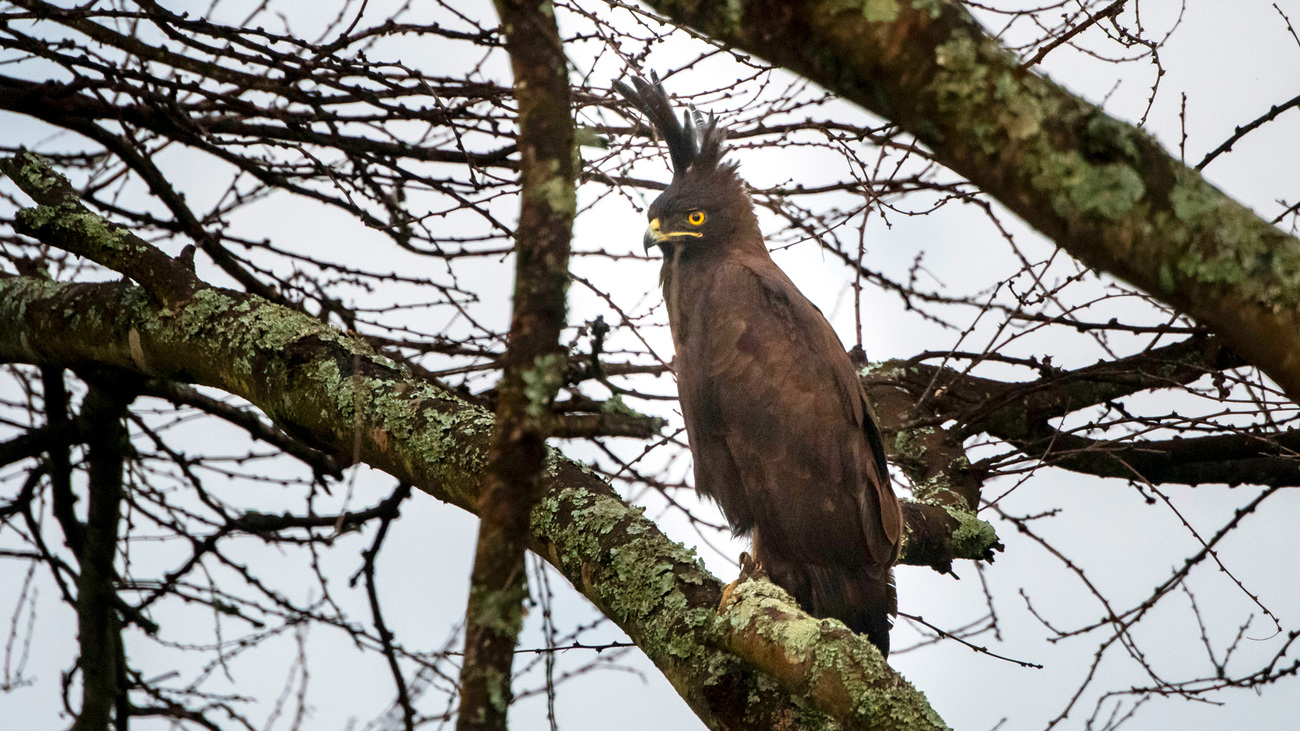 Long crested eagle