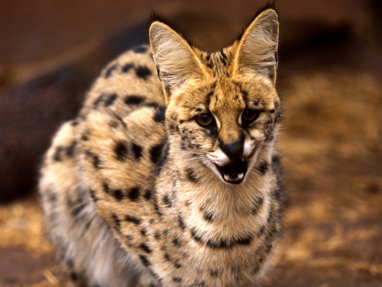 Serval Cats Facts Threats Conservation IFAW