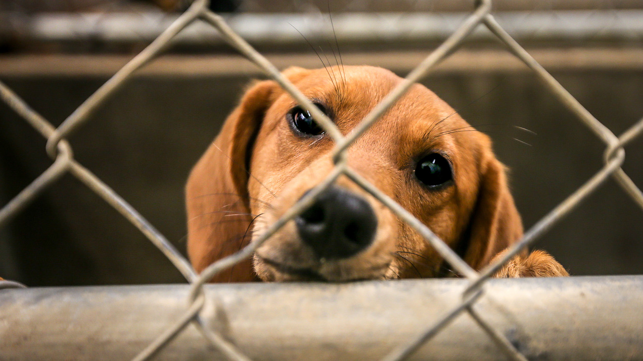 In juni 2019 hielp IFAW samen met partners bij de evacuatie en overplaatsing van 172 honden en katten uit overstromingsgebied in Arkansas naar veilige opvanglocaties in het noordwesten van de VS.