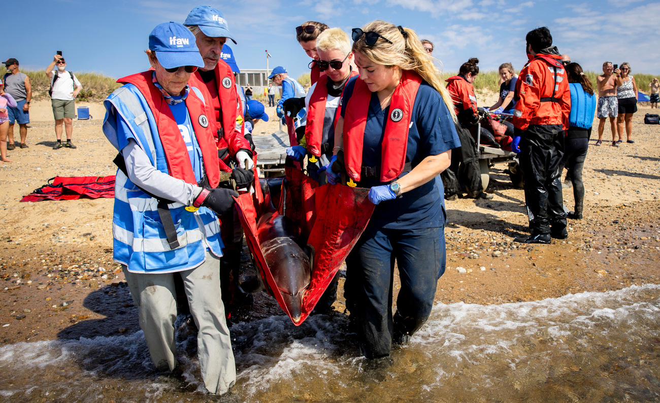 IFAW’s Marine Mammal Rescue team responds to a mass stranding of common dolphins in Wellfleet, Massachusetts.
