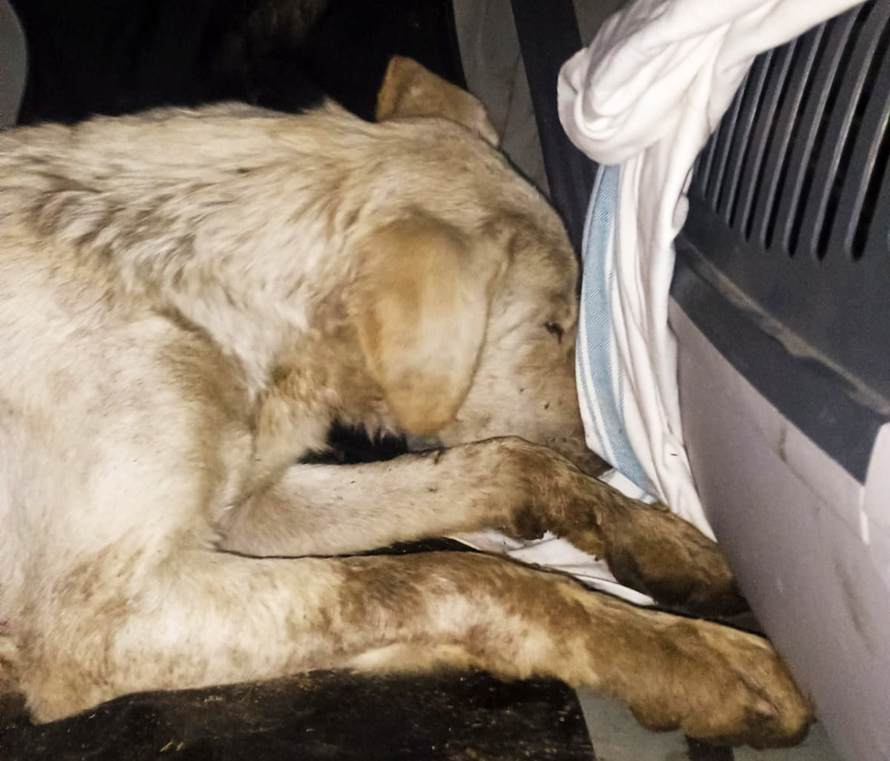 Dog resting after being rescued from the wildfires in Greece in August 2025.