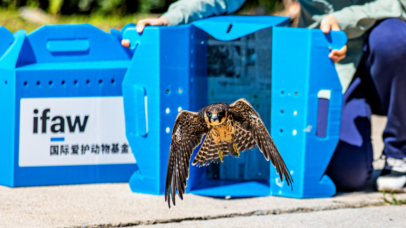 IFAW BRRC rehabilitator Lisa Li releases a Eurasian hobby back to the wild.