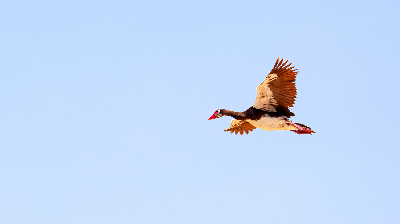 A spur-winged goose flying overhead in Amboseli National Park.