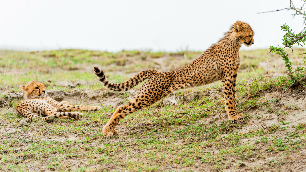 A juvenile cheetah stretches while another lounges behind.