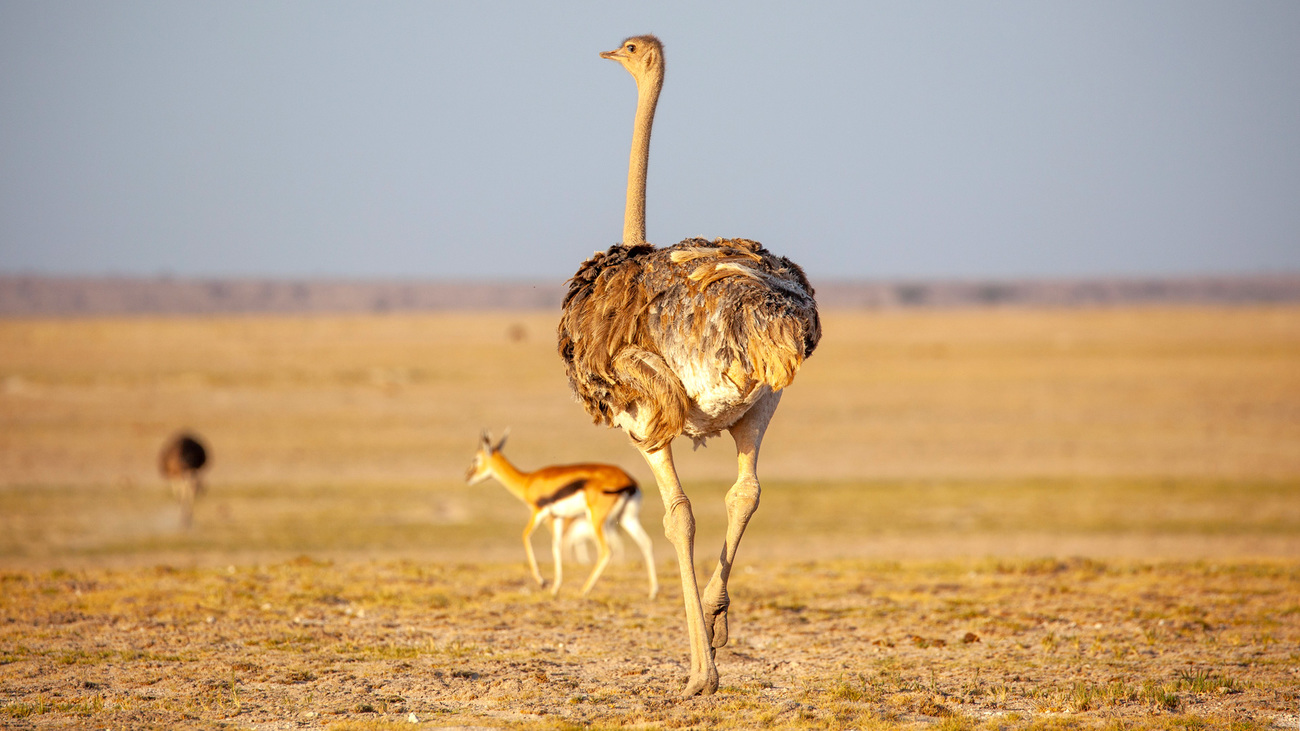 A ostrich and a Thomson’s gazelle in Amboseli National Park.
