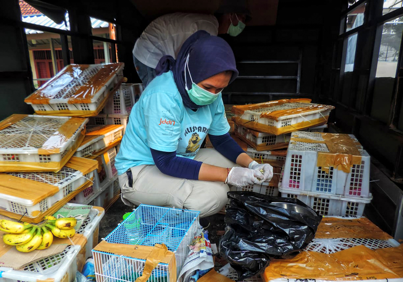 The JAAN team cares for birds rescued from the illegal wildlife trade.