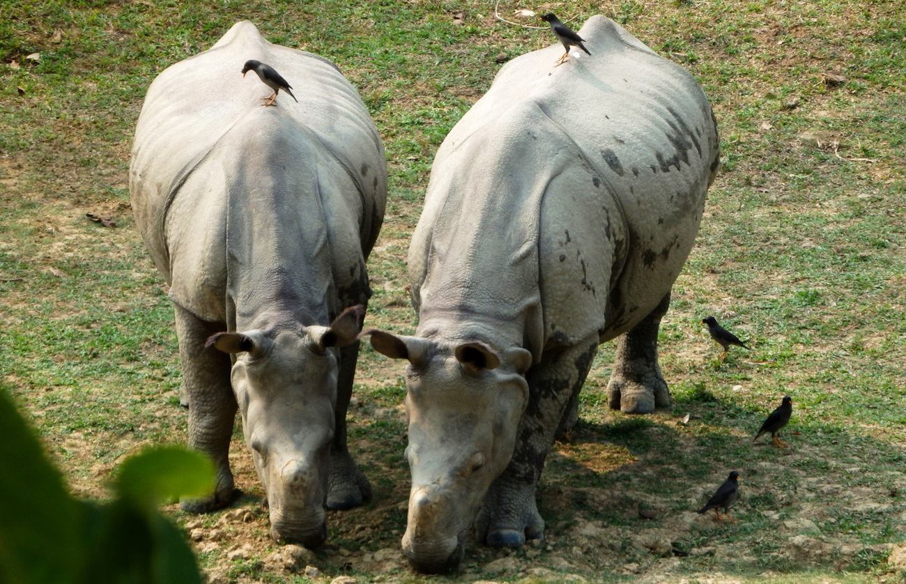 Chandra on the left and Kanai on the right.