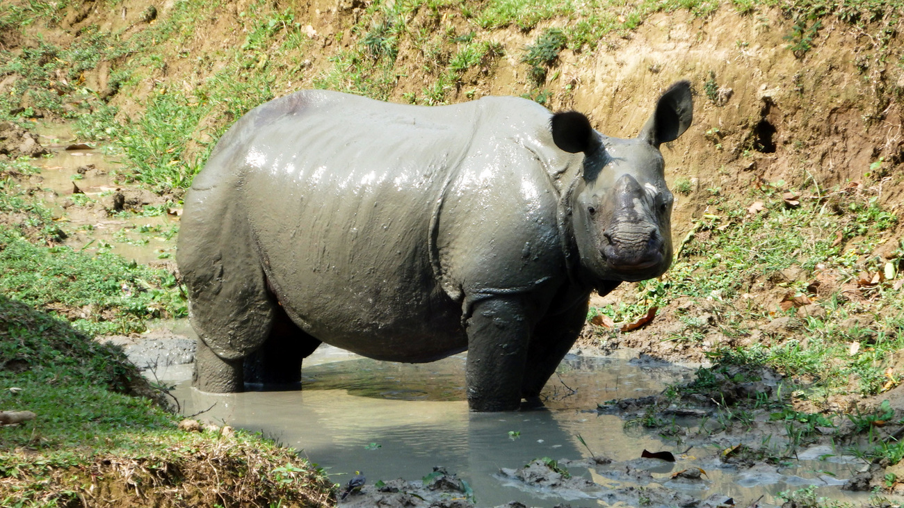 Chandra just out of wallowing.