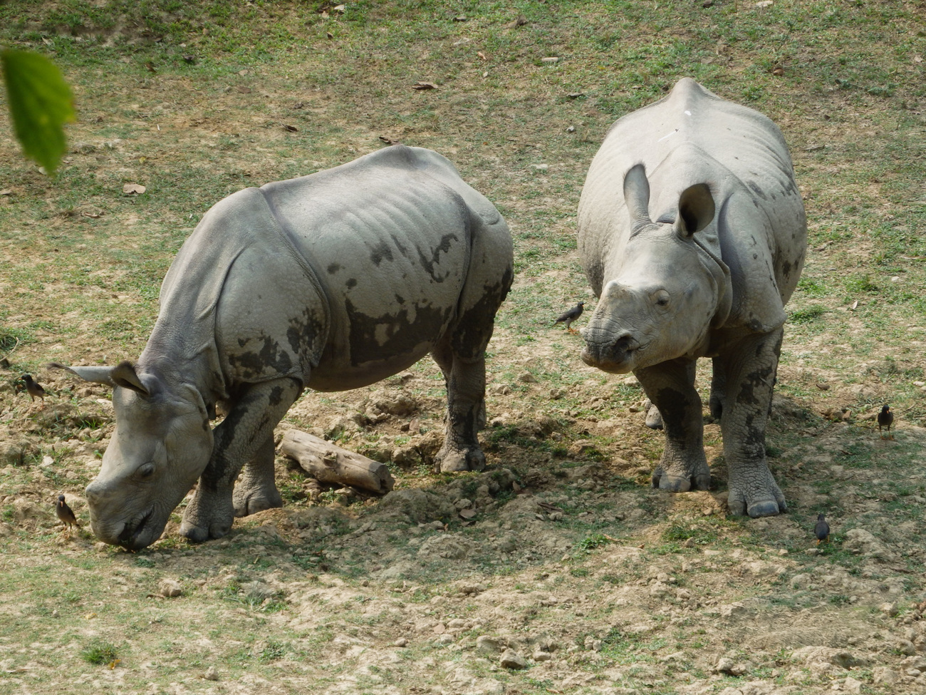 Chandra on the left and Kanai on the right.