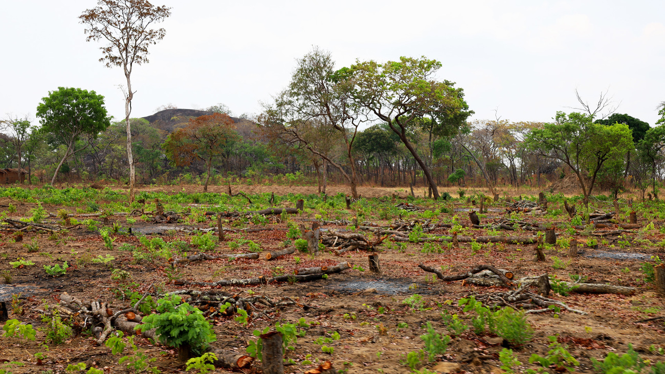 Large areas of forests continue to be lost in and around the Lukusuzi-Kasungu wildlife corridor as farmers clear trees to establish new crop fields.