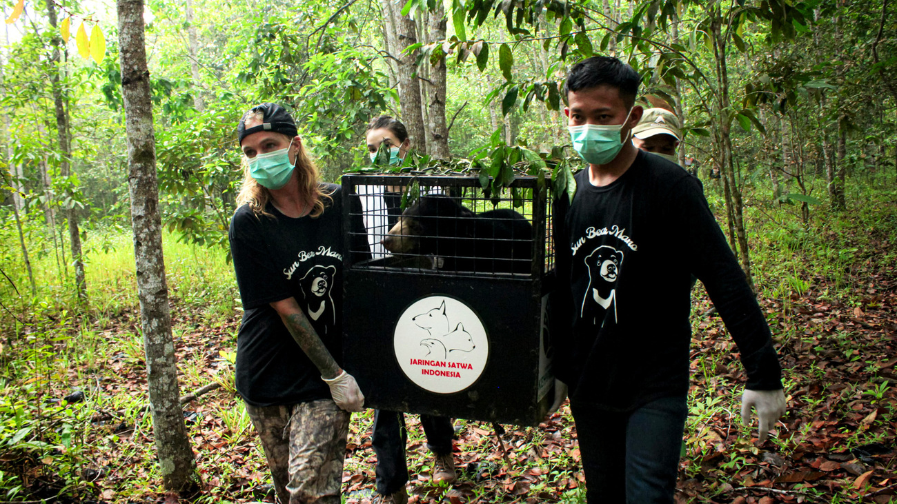 Mano the sun bear is relocated from JAAN’s Forest School to a temporary enclosure in a release forest where she will spend the rest of her life, wild and free.