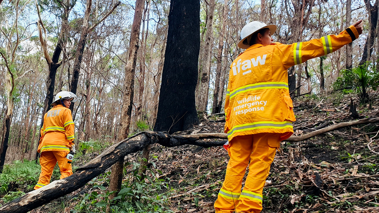 IFAW hosts bushfire search and rescue training in the Northern Rivers region of New South Wales, Australia, on 2 August 2025.