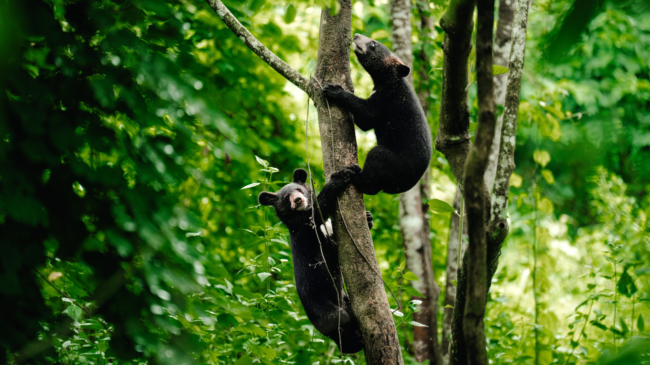 Duli and Atsu the Asiatic black bear cubs rehabilitating at Wildlife Trust of India’s CWRC.