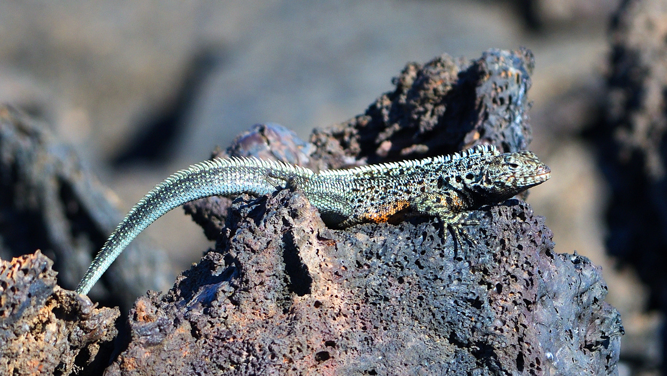 Lava lizard on a rock in the Galapagos.