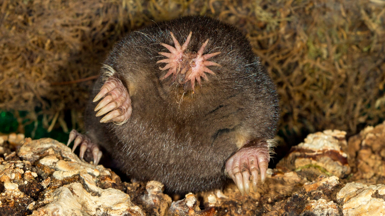 Star-nosed mole.