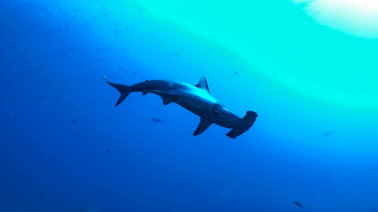 Scalloped hammerhead shark swimming underwater in Malpelo, Pacific Colombian.