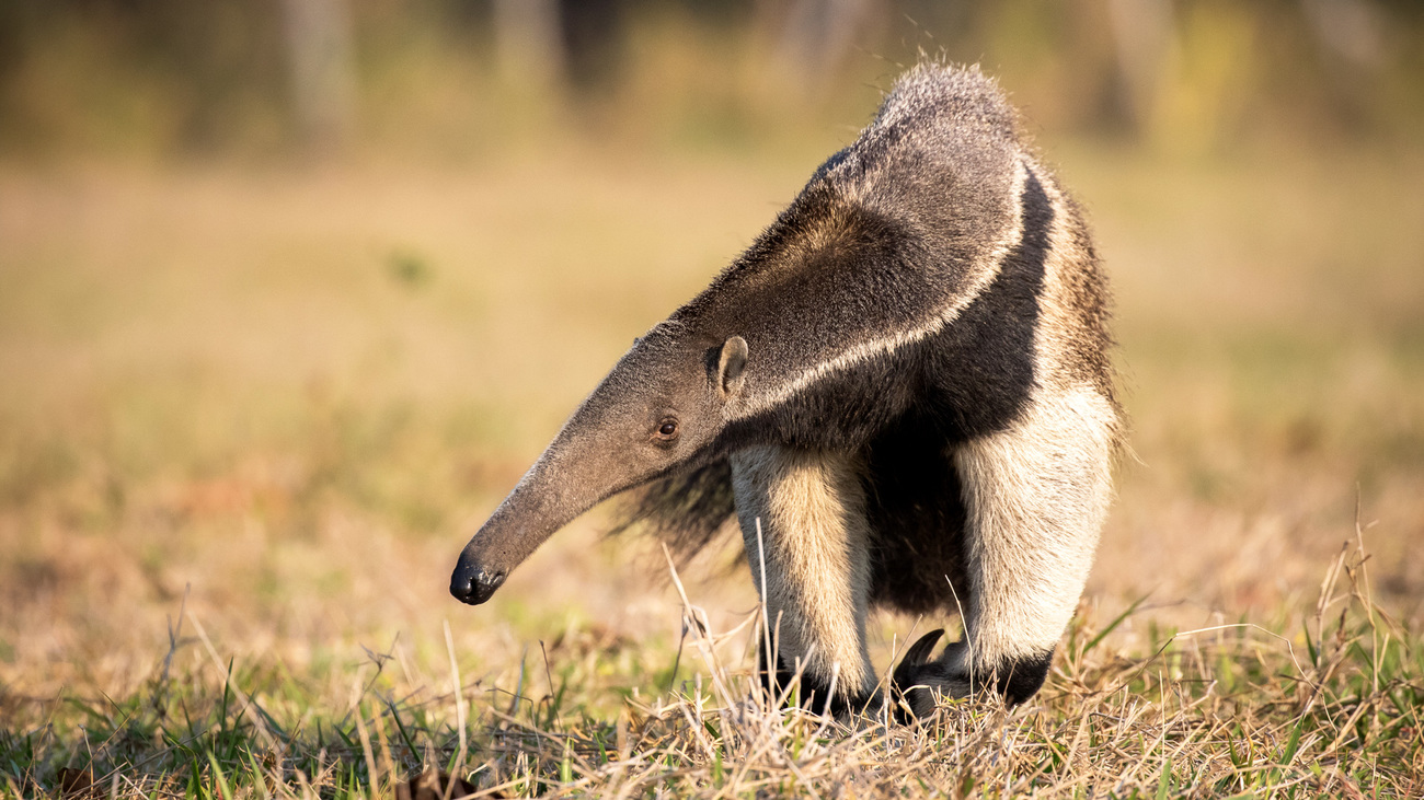 A giant anteater walking across the grass in Brazil's Pantanal.