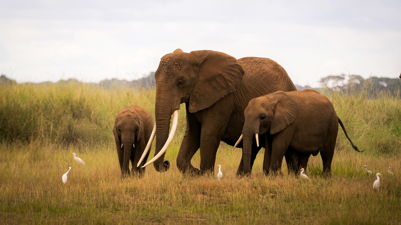 A larger elephant with two calves moves through the savannah towards the marshes in Amboseli National Park.