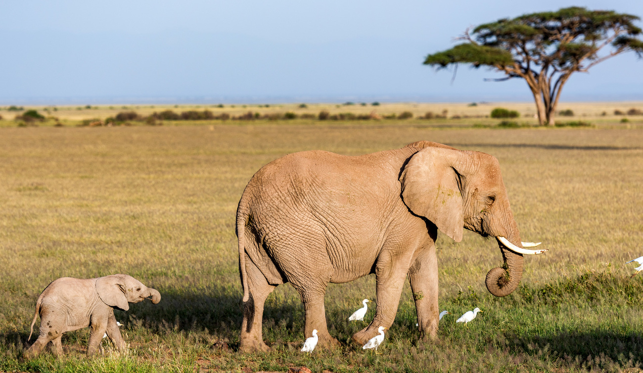 Elephant mothers with their babies in Amboseli National Park, Kenya.