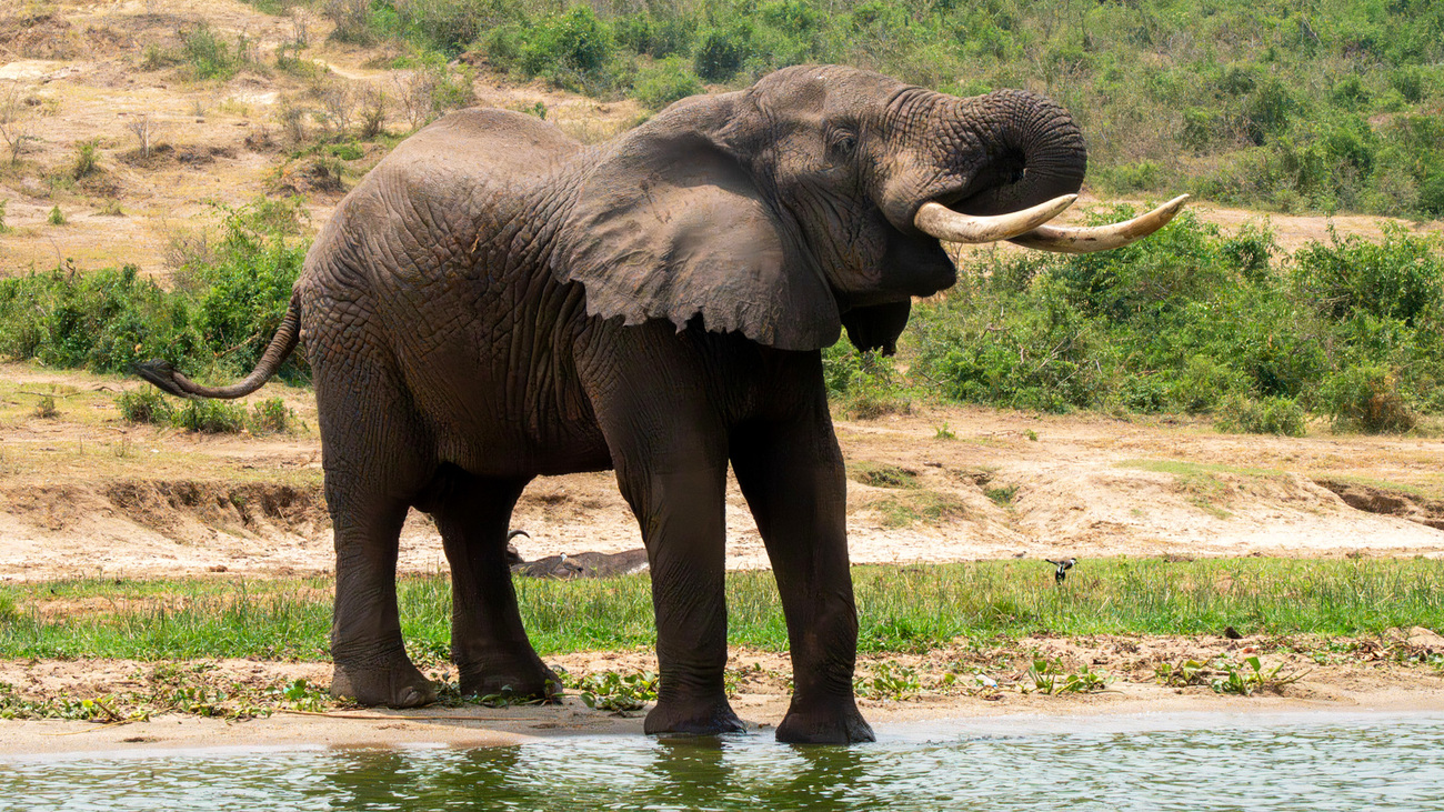 An elephant drinks from a river in Queen Elizabeth National Park.