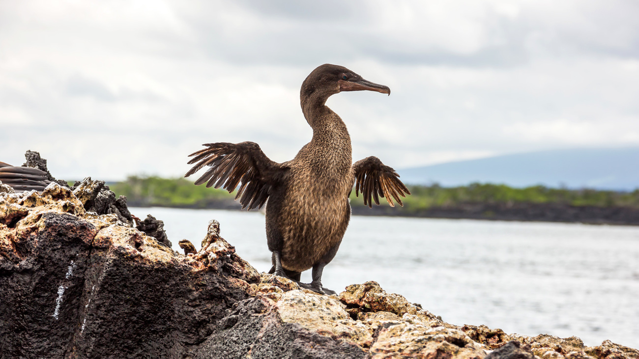 Flightless cormorant opening its tiny wings.