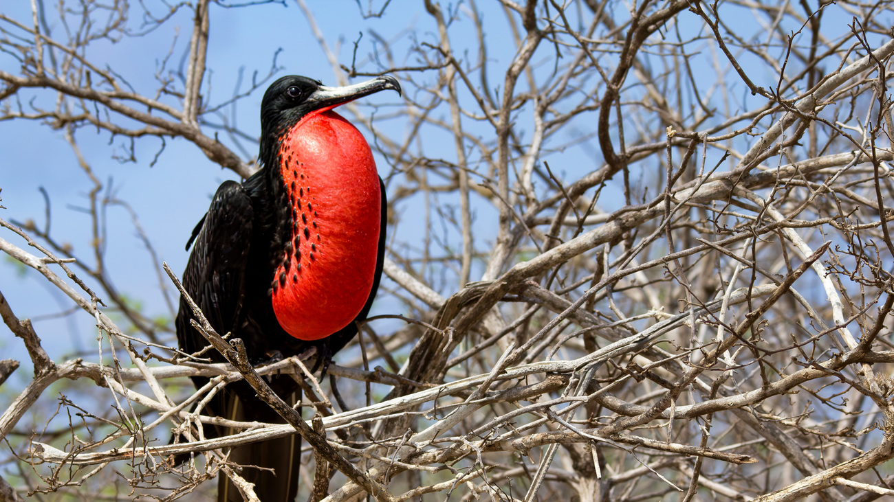 Magnificent frigatebird.