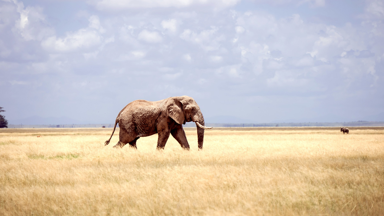 An elephant bull walks through the grasslands of Amboseli National Park.