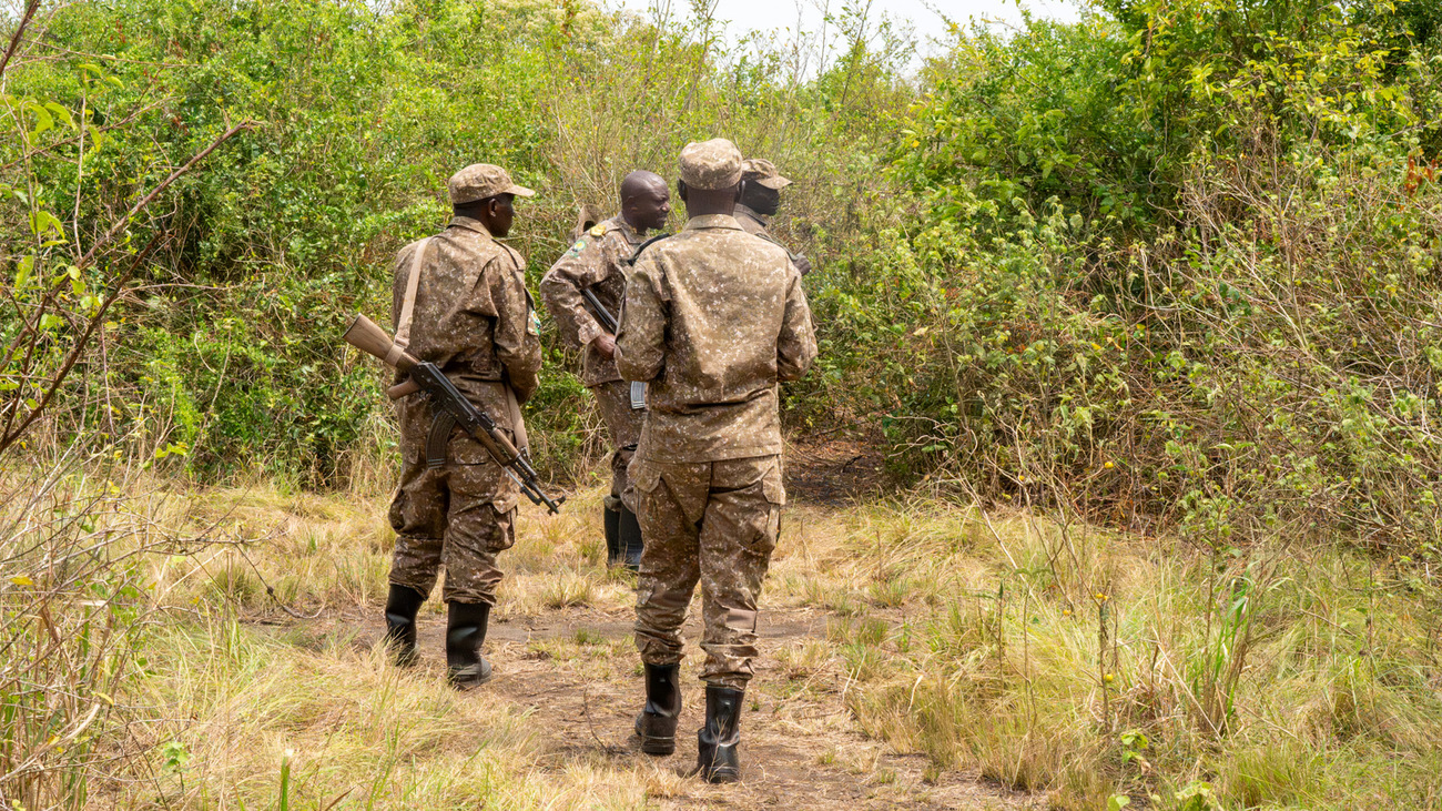Rangers make their way through the bush on patrol.