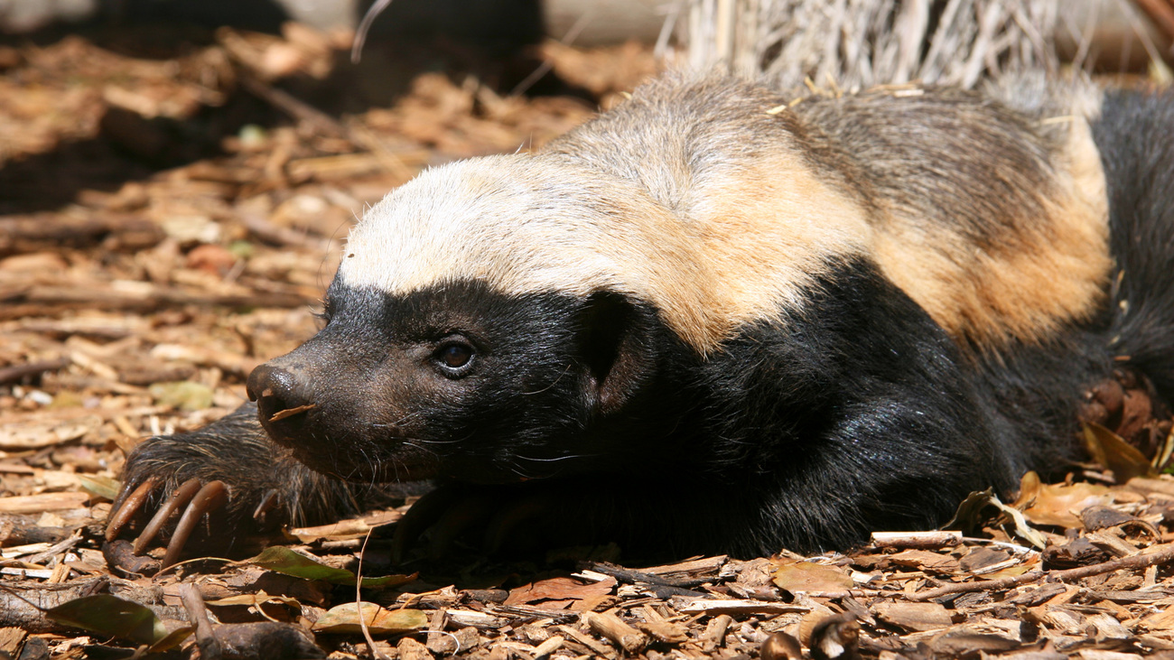 The honey badger, Mellivora capensis, is a rare beast in Africa