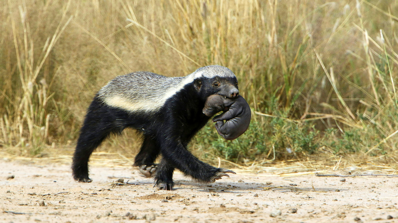 Honey Badger in Kgalagadi Transfrontier Park.