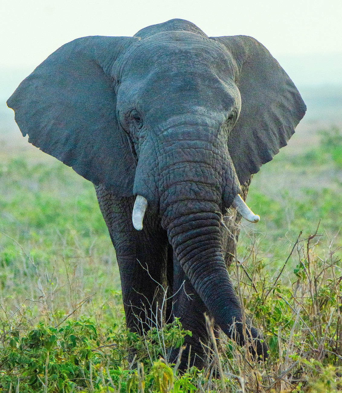 An African elephant in Amboseli National Park.