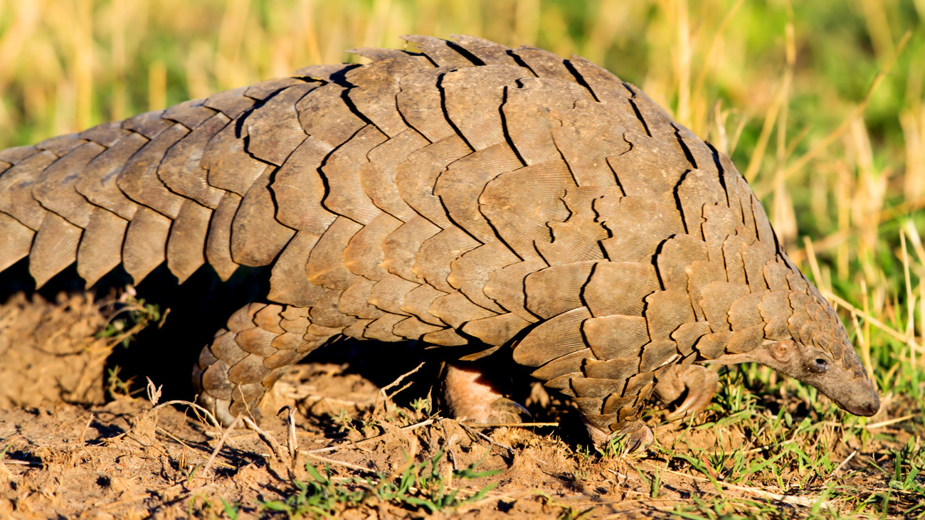Photo of a giant pangolin taken in Masaai Mara, Kenya.