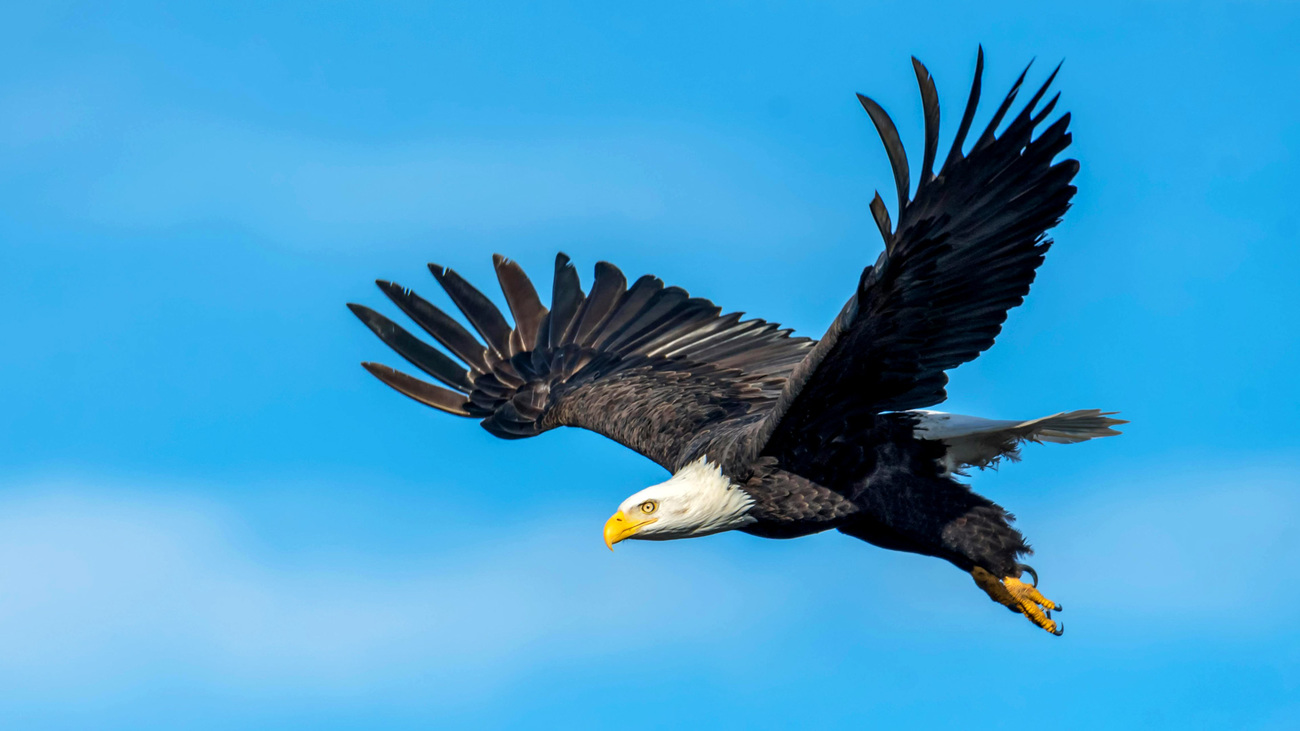 Bald eagle flying