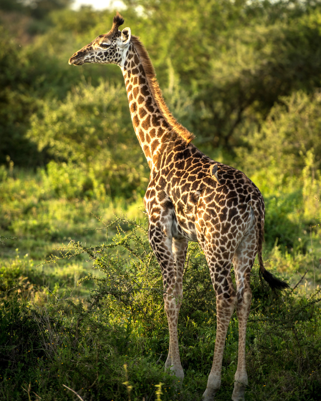 Giraffe in Mara Northern Conservancy, Kenya.