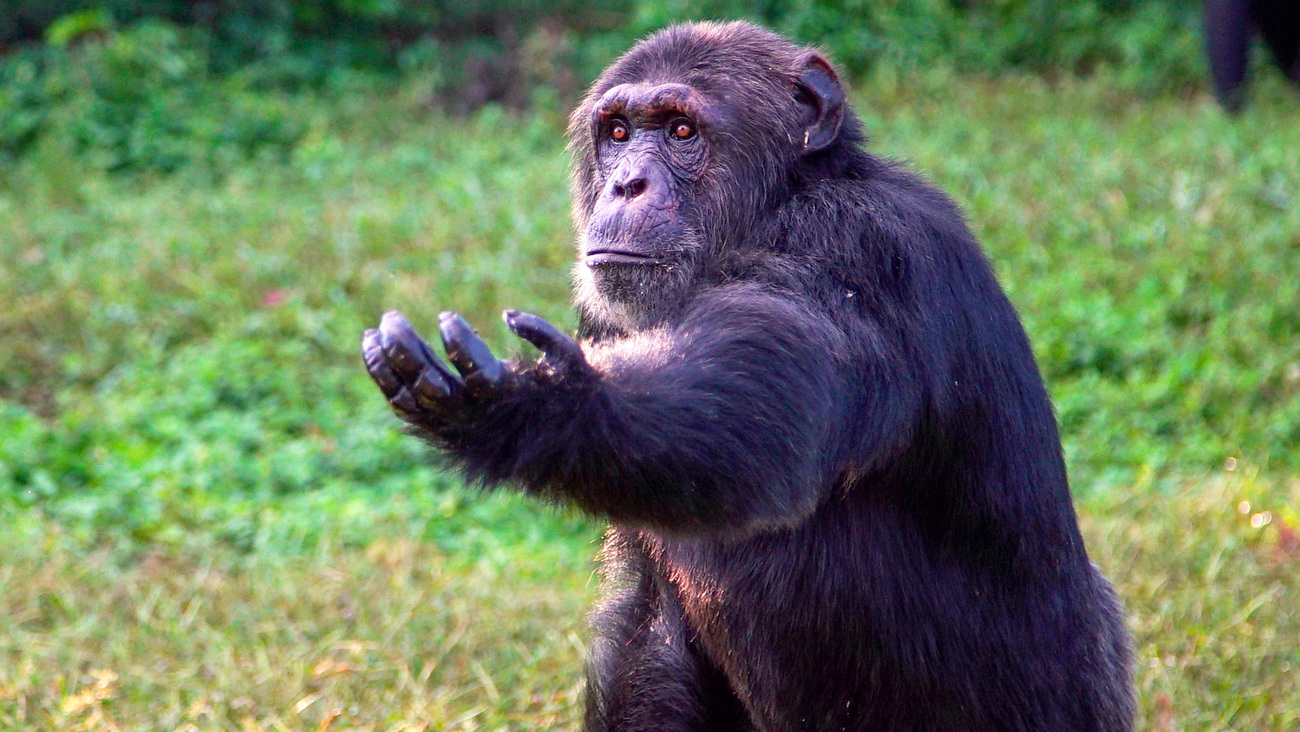 Close up of one of the chimpanzees at the Ngamba Island Chimpanzee Sanctuary.