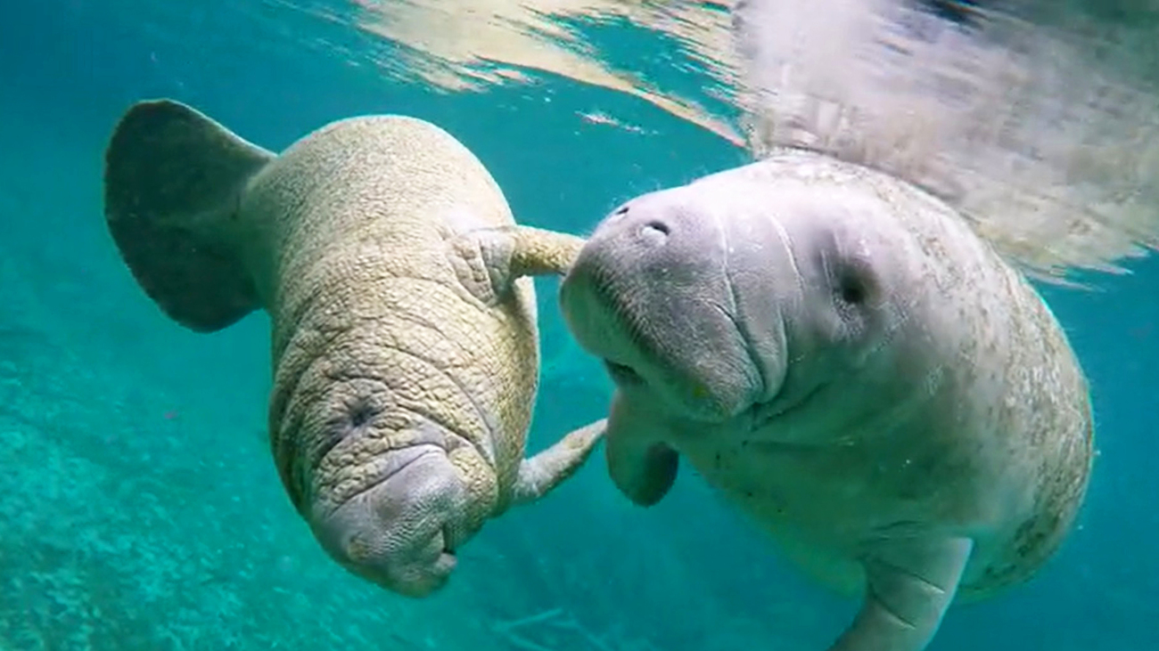 Endangered Florida manatees playing in Three Sisters Springs.