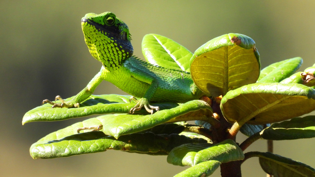 Black-cheek lizard (Calotes nigrilabris), in Sri Lanka