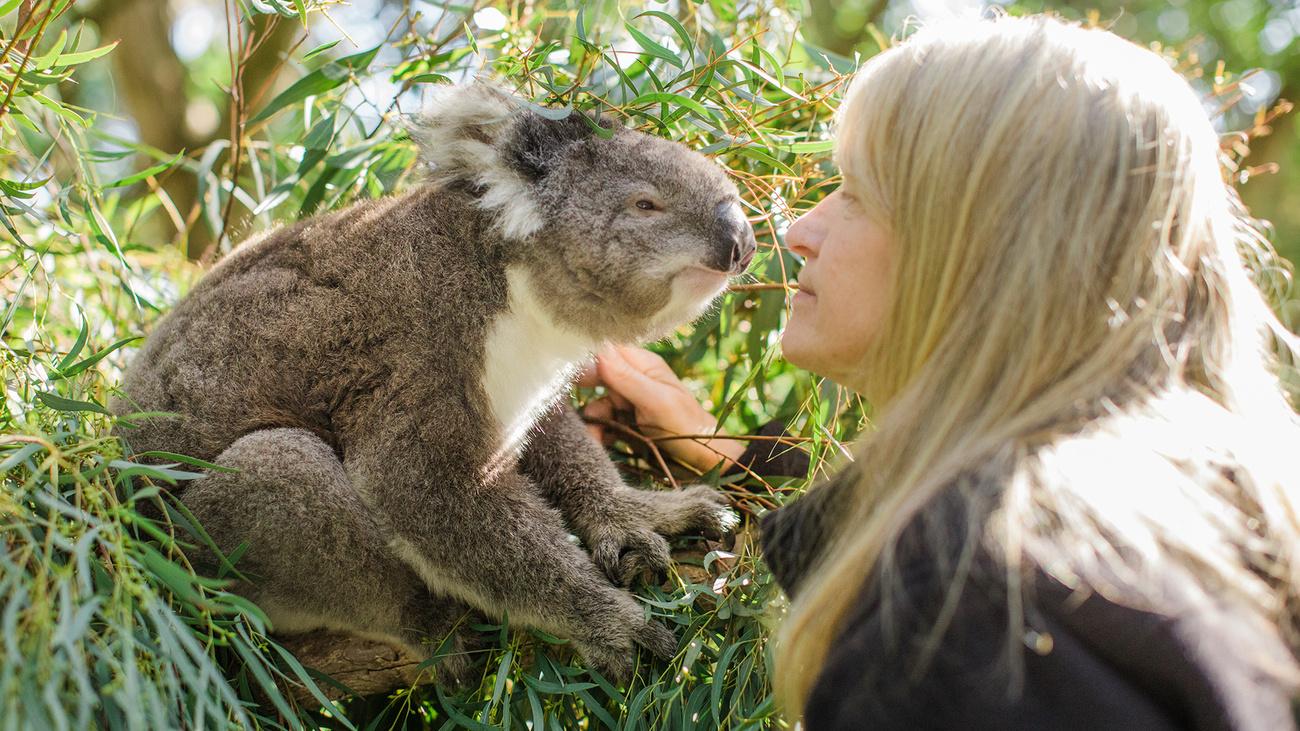 Verzorger Tracey Wilson met een koala in rehabilitatie van Mosswood Wildlife.