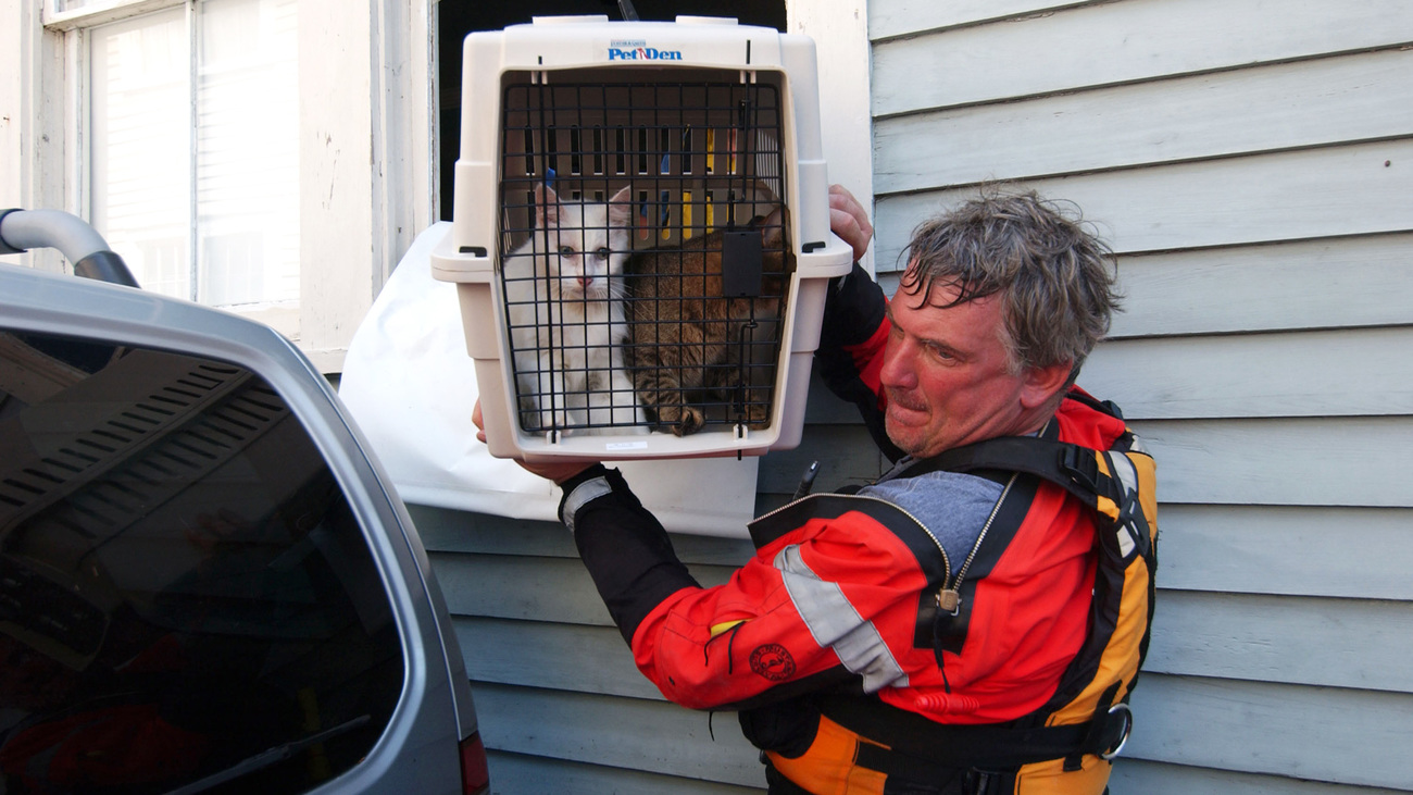 Responder rescues cats from a flooded home in New Orleans after Hurricane Katrina.