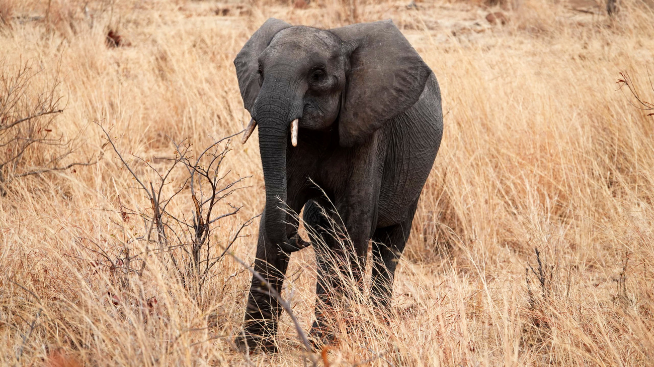 Samson, an orphaned elephant, forages in Panda Masuie Forest, Zimbabwe.