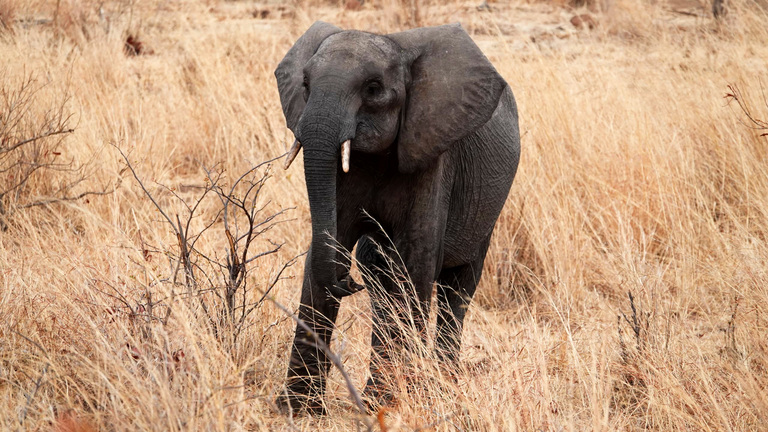 From orphaned calf to wild wanderer: Samson the elephant