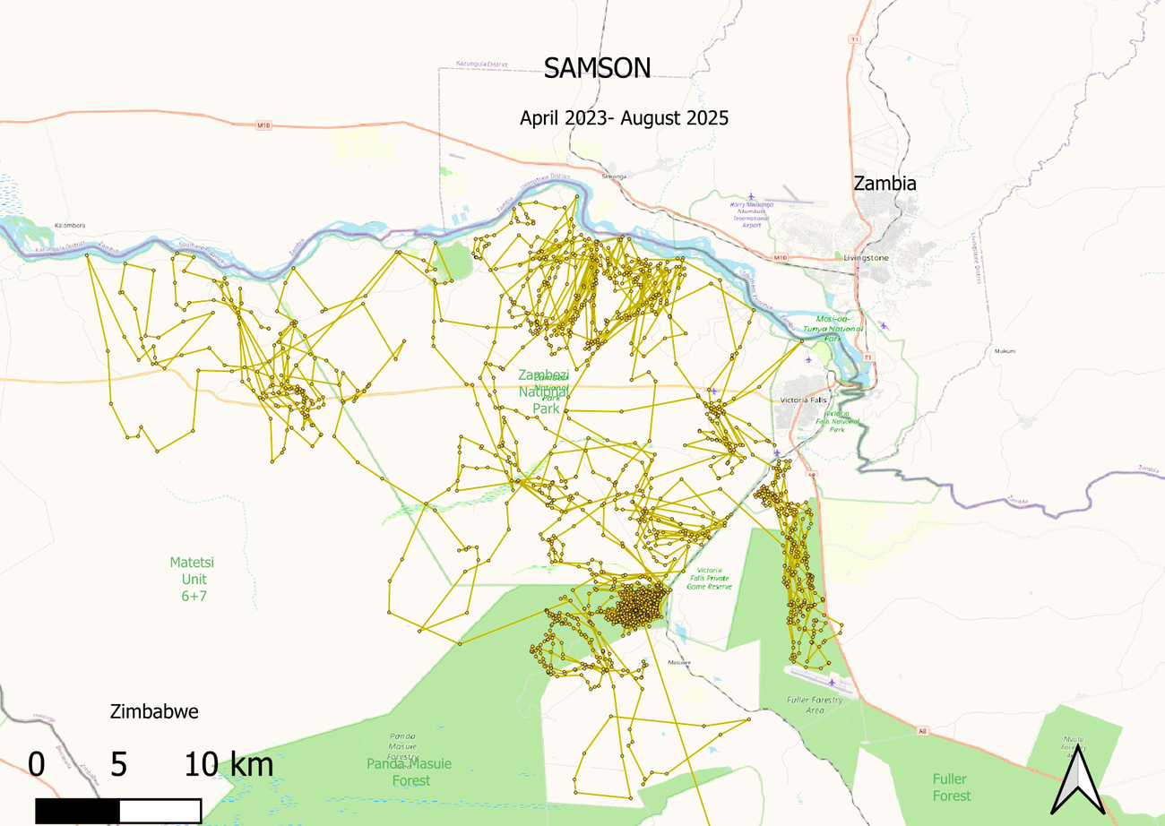 Samson’s GPS collar helps conservationists track his movements across landscapes.