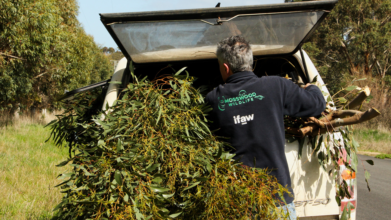 Verse takken met eucalyptusbladeren worden ingeladen voor de koala's bij Mosswood Wildlife.
