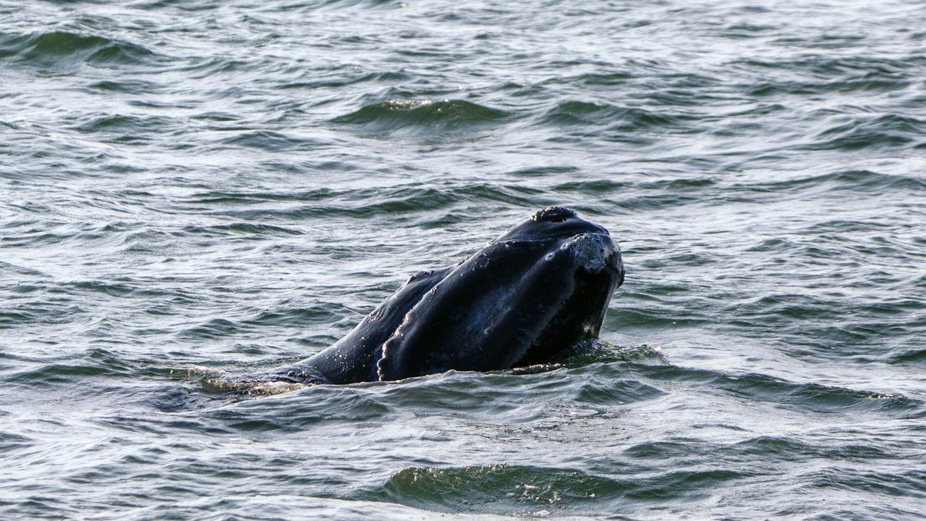 North Atlantic right whale Archipelago’s new calf lifts its head above the water.