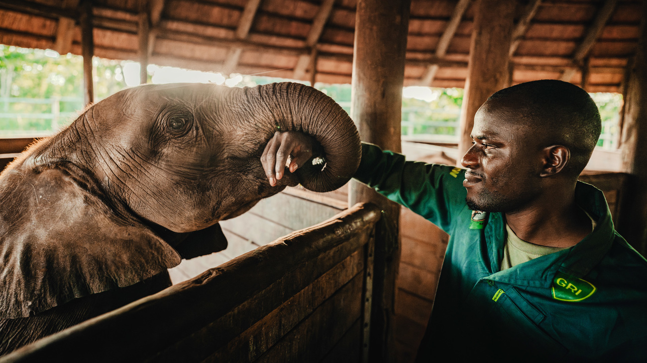 Keeper Matthews and Kasungu the elephant in Lusaka National Park.